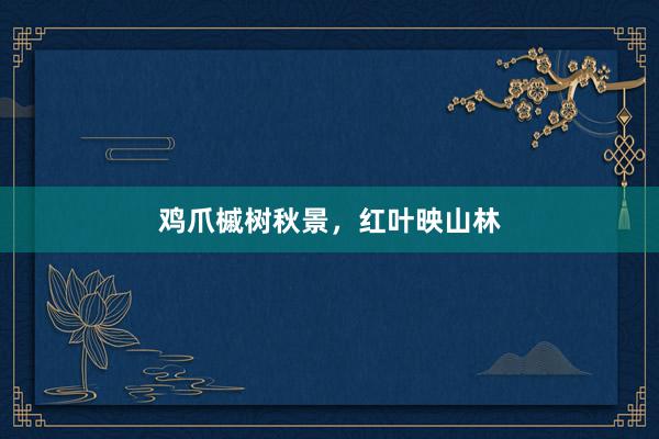 鸡爪槭树秋景,红叶映山林